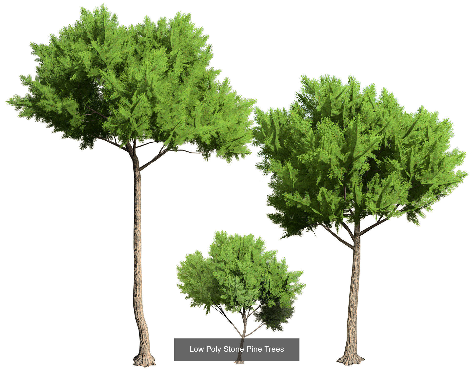 Realistic Conifer Tree Assets LowPoly 3D Model Collection_34
