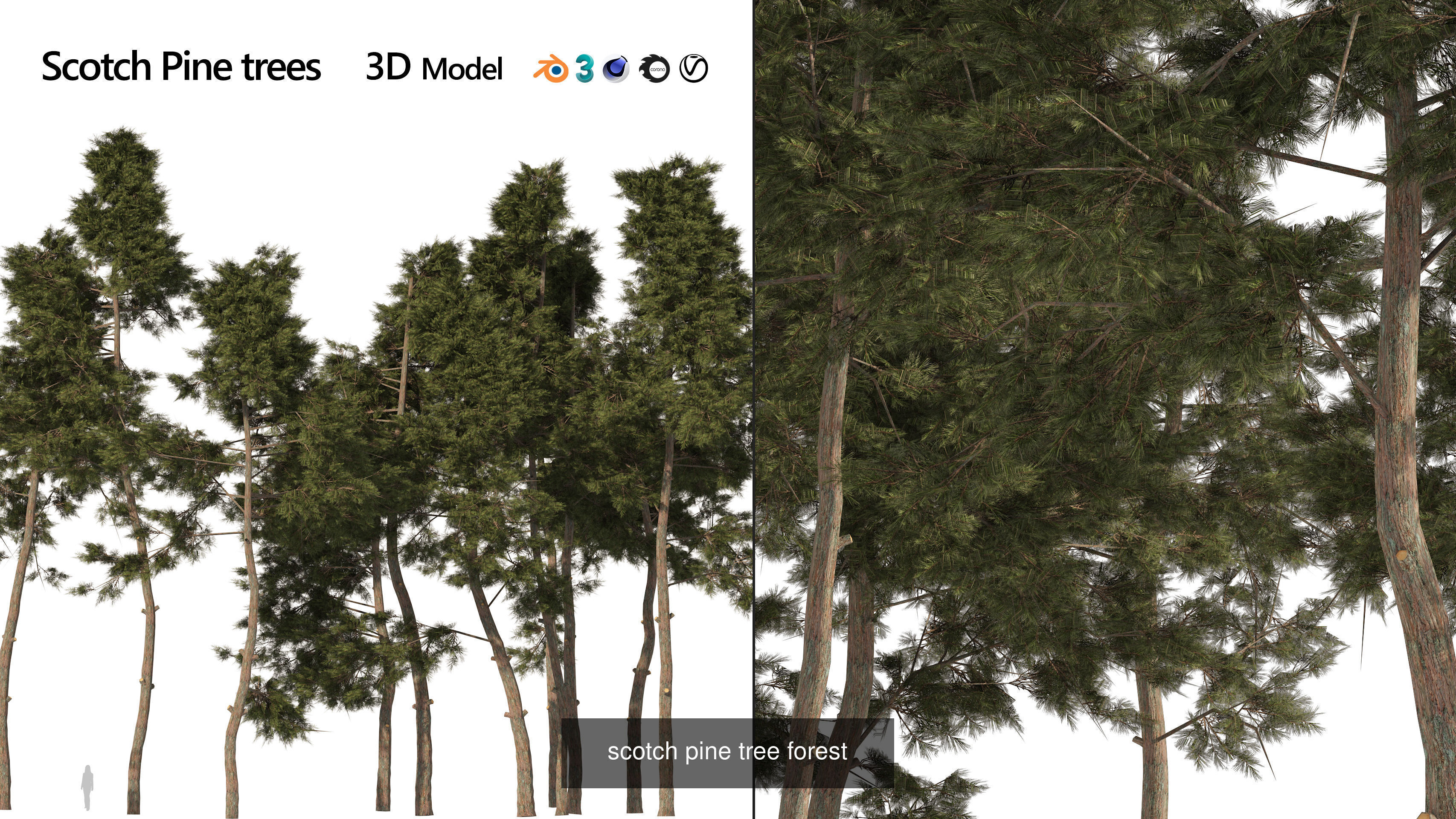 Realistic Conifer Tree Assets LowPoly 3D Model Collection_22