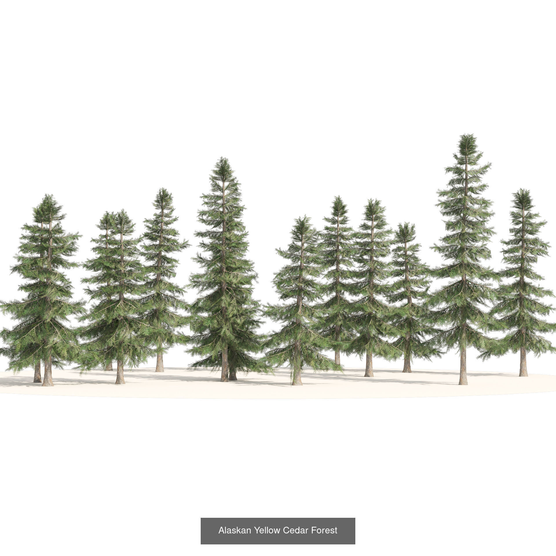 Realistic Conifer Tree Assets LowPoly 3D Model Collection_27