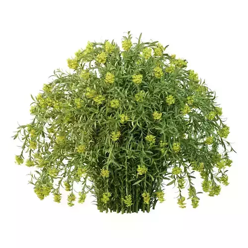 Euphorbia palustris Plant 04