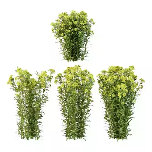 Euphorbia palustris Plant 05