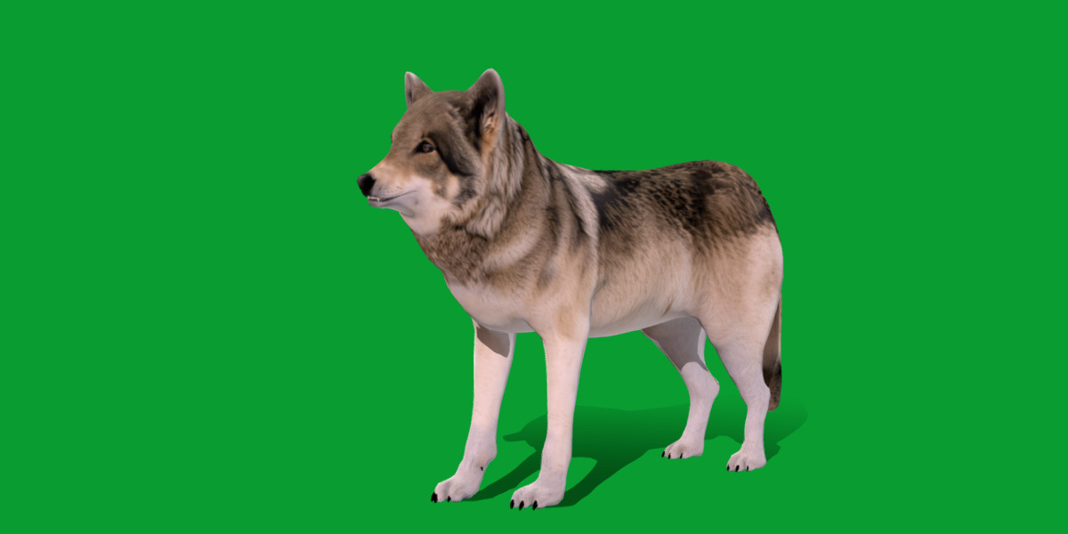 The Grey Wolf Low-poly 3D model_3