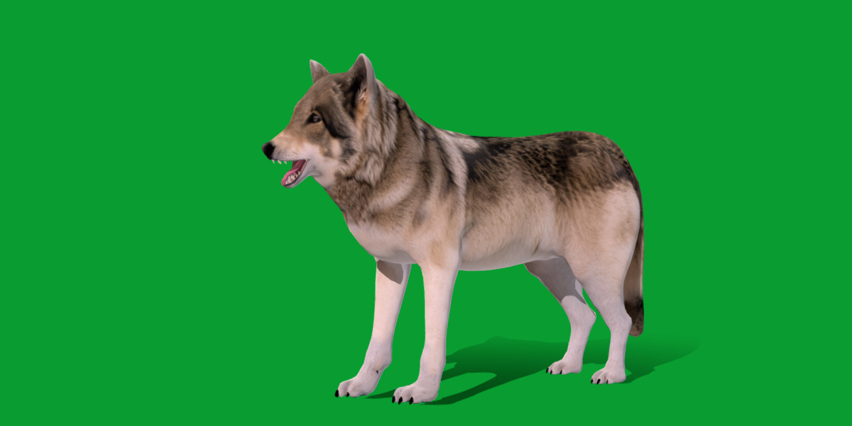 The Grey Wolf Low-poly 3D model_16