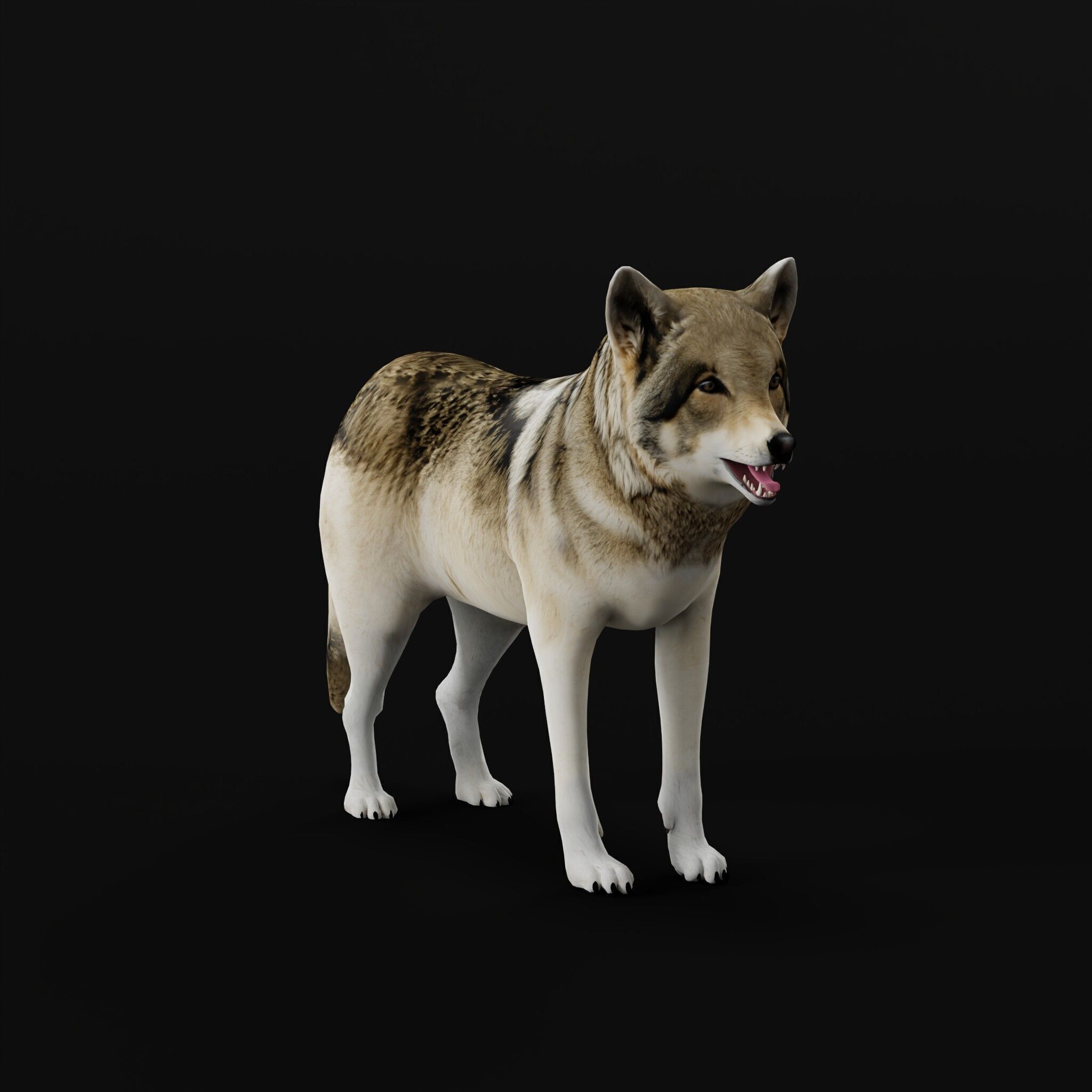 The Grey Wolf Low-poly 3D model_25