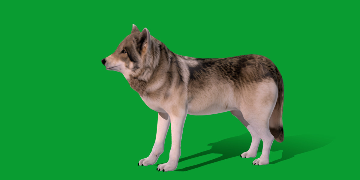 The Grey Wolf Low-poly 3D model_22