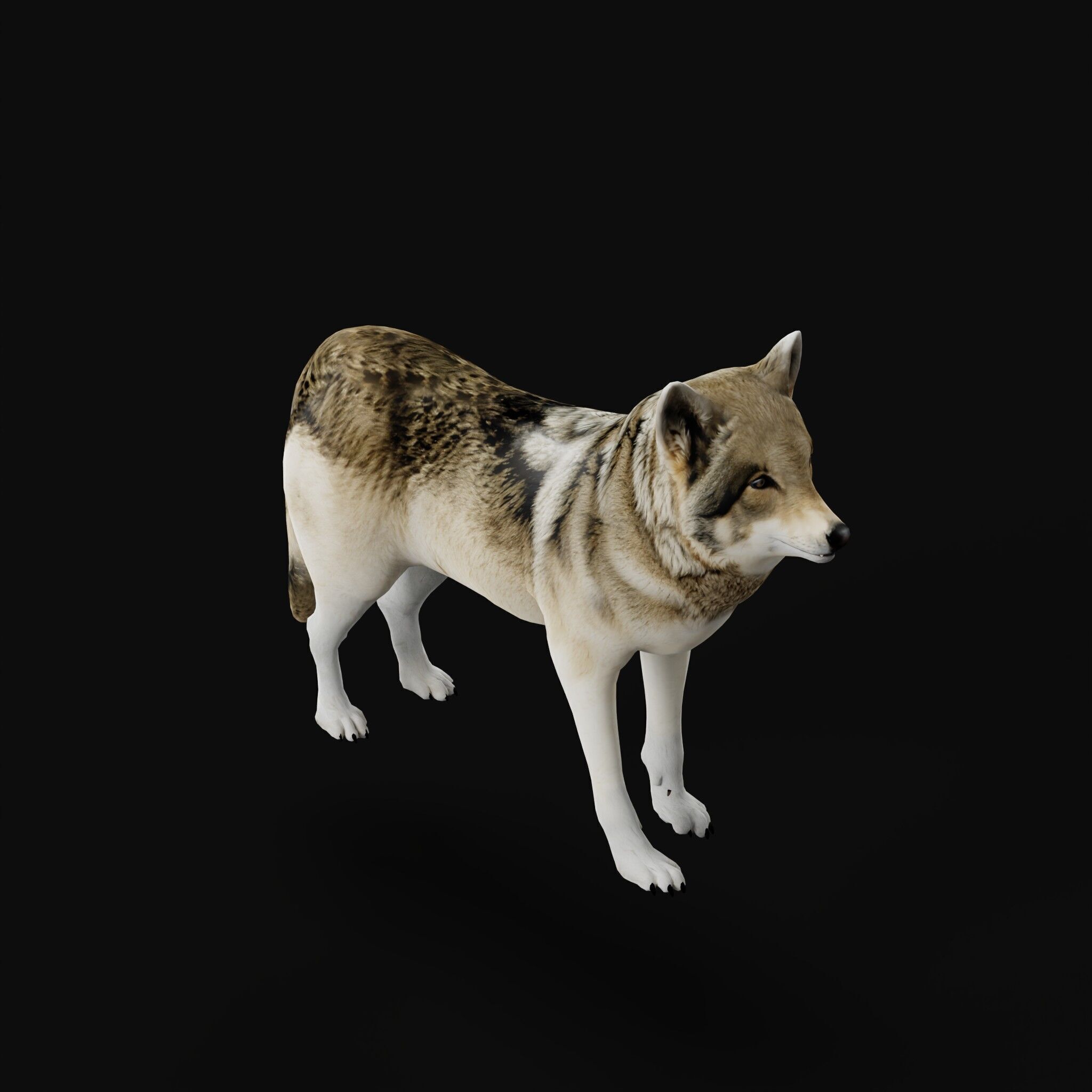 The Grey Wolf Low-poly 3D model_31