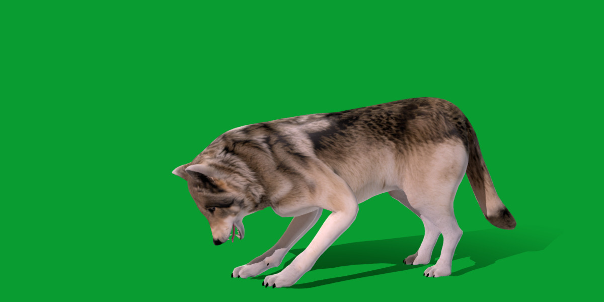 The Grey Wolf Low-poly 3D model_17