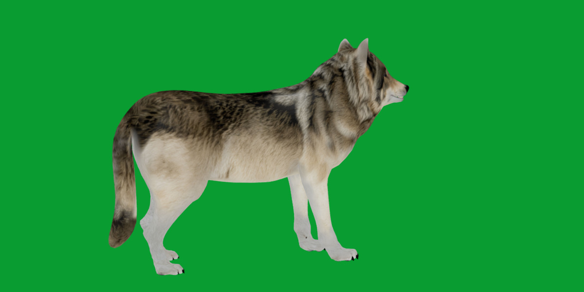 The Grey Wolf Low-poly 3D model_23