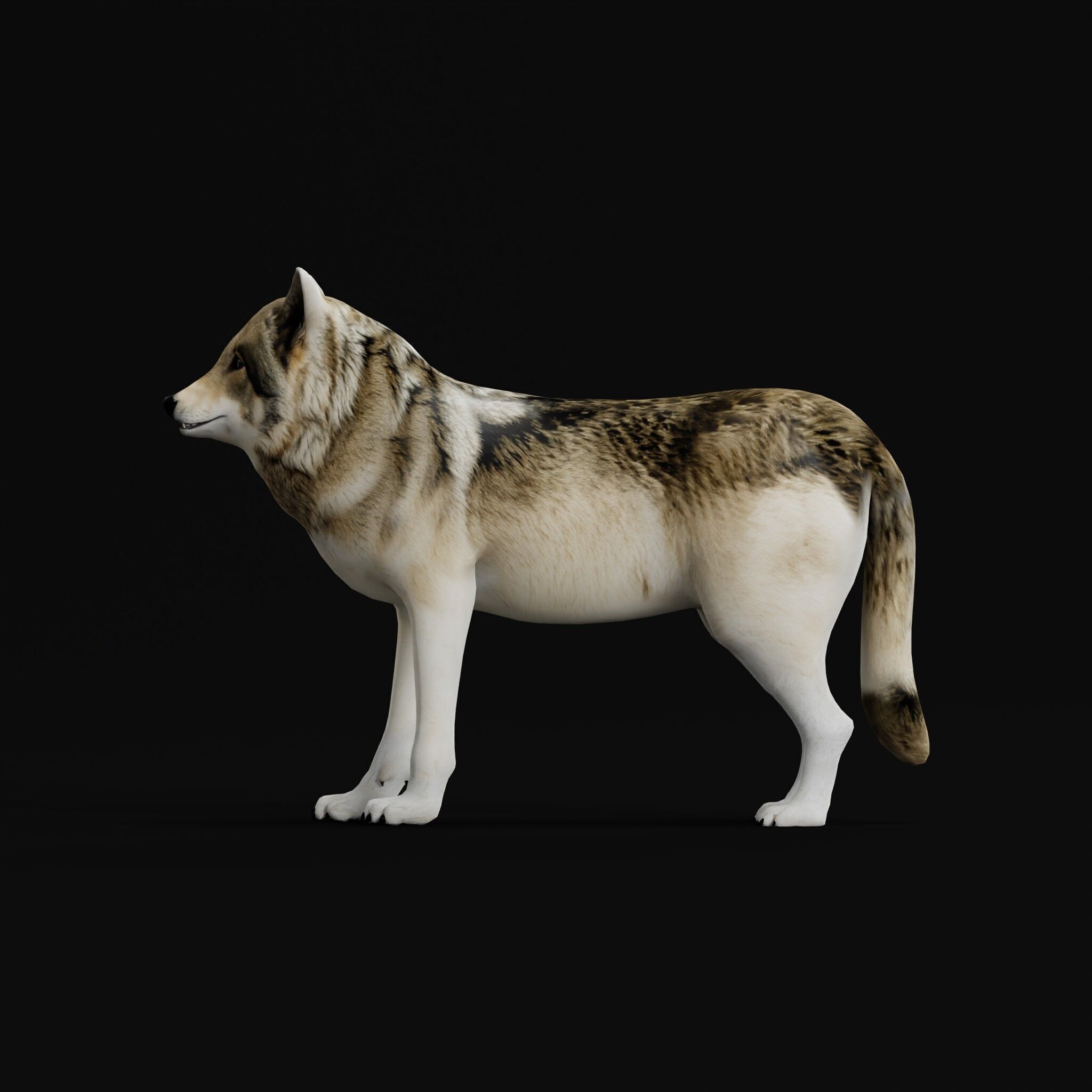The Grey Wolf Low-poly 3D model_30