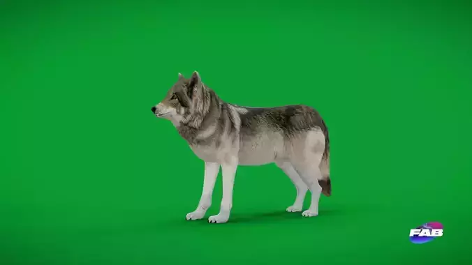 The Grey Wolf Low-poly 3D model