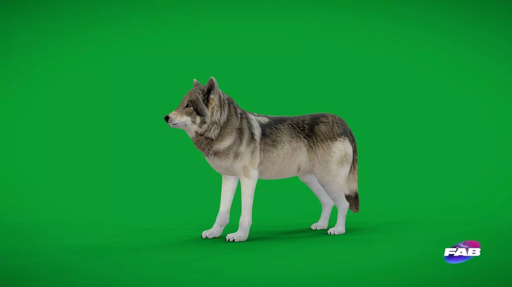 The Grey Wolf Low-poly 3D model_0