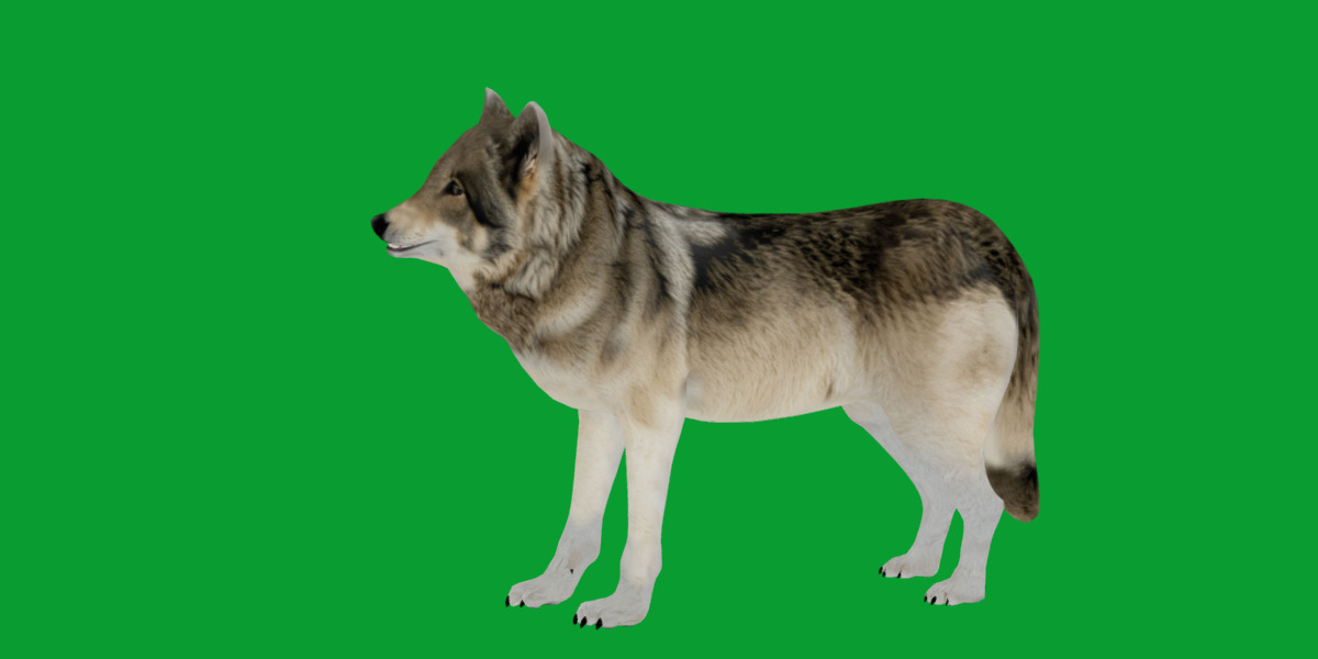 The Grey Wolf Low-poly 3D model_20