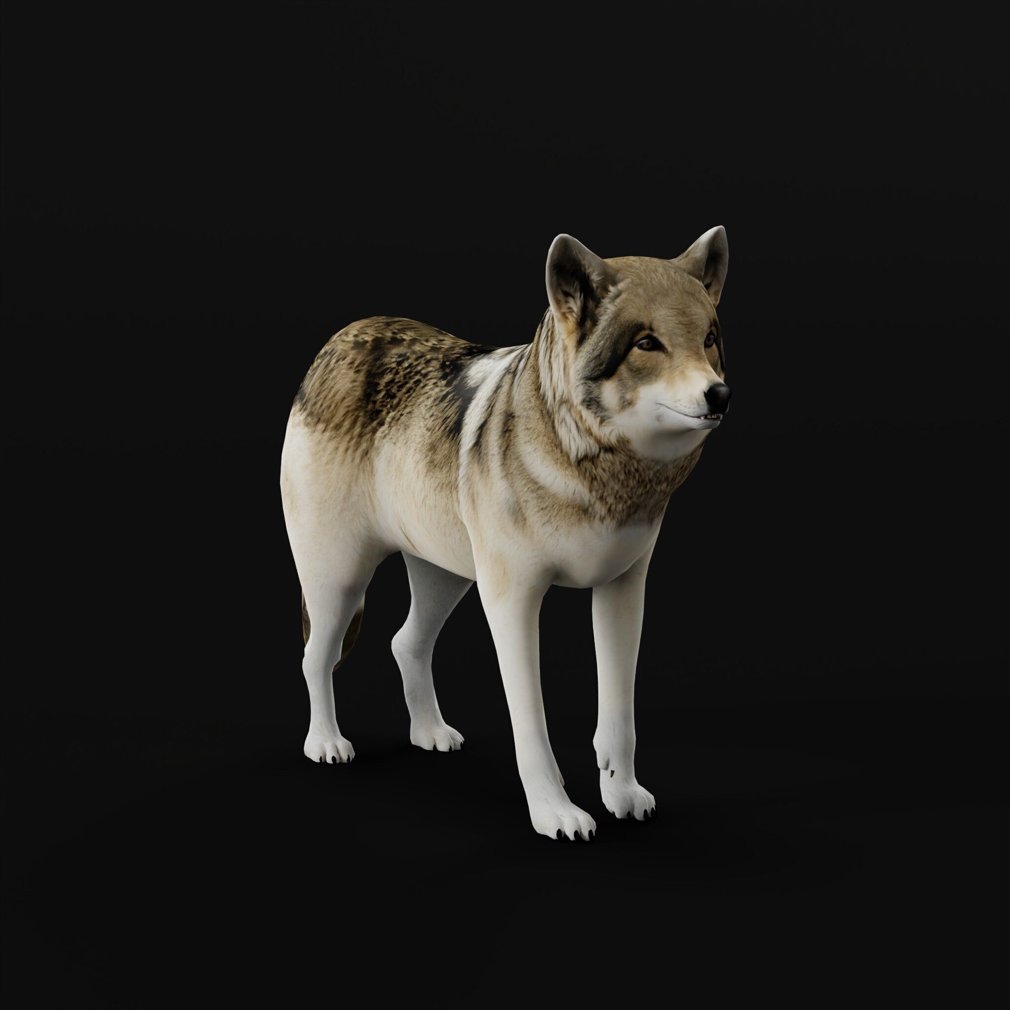 The Grey Wolf Low-poly 3D model_26