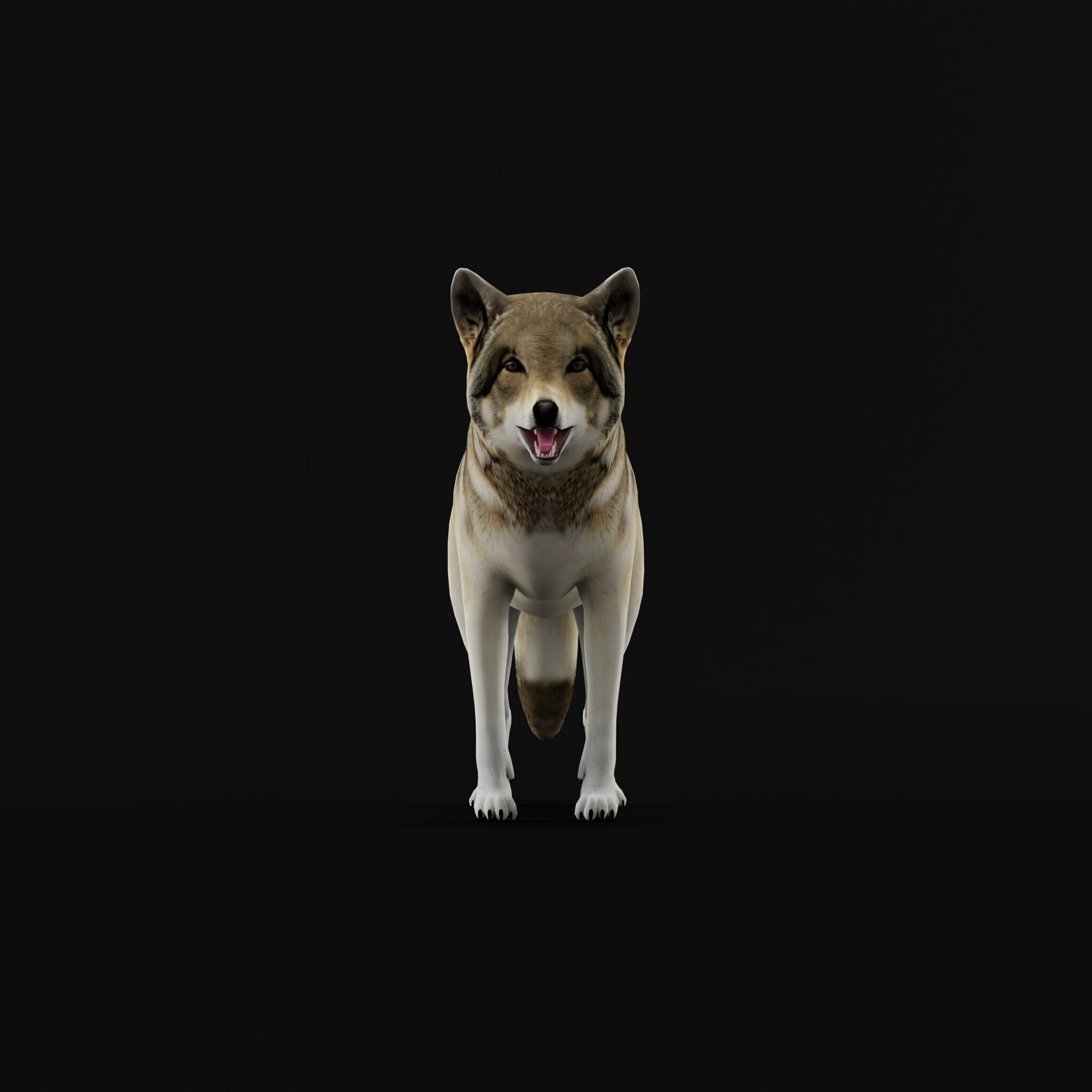 The Grey Wolf Low-poly 3D model_27