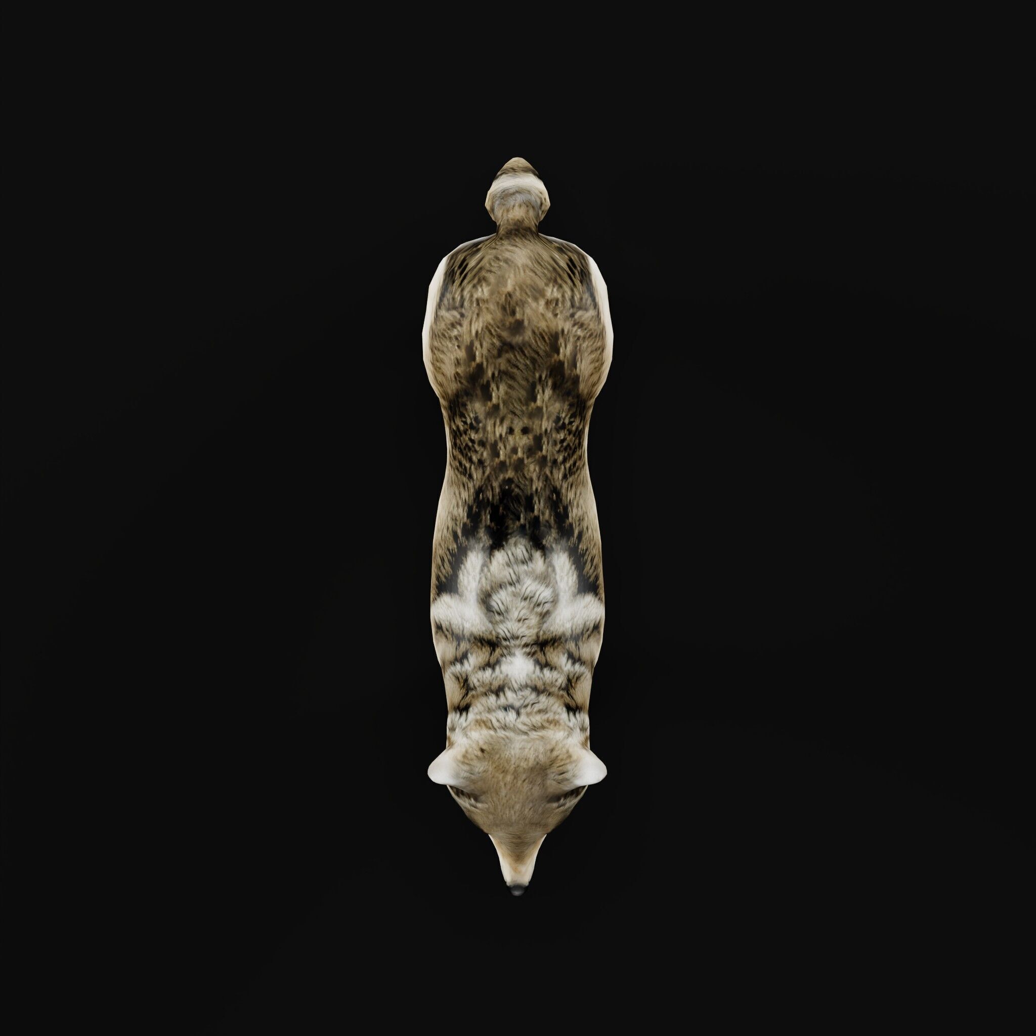 The Grey Wolf Low-poly 3D model_29