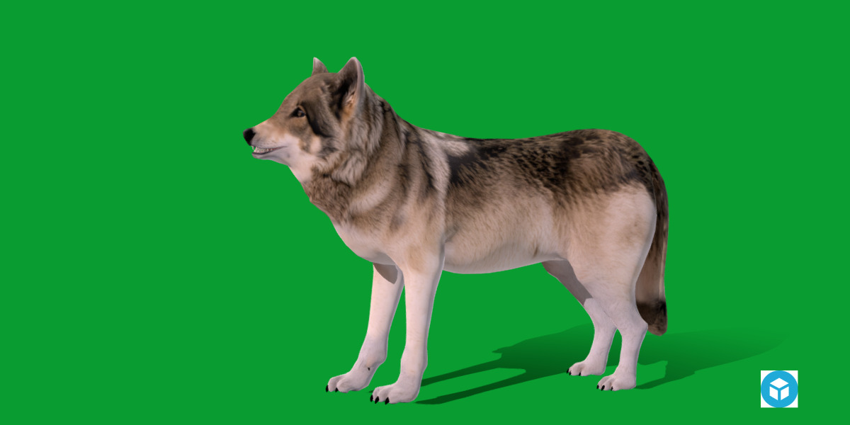 The Grey Wolf Low-poly 3D model_24