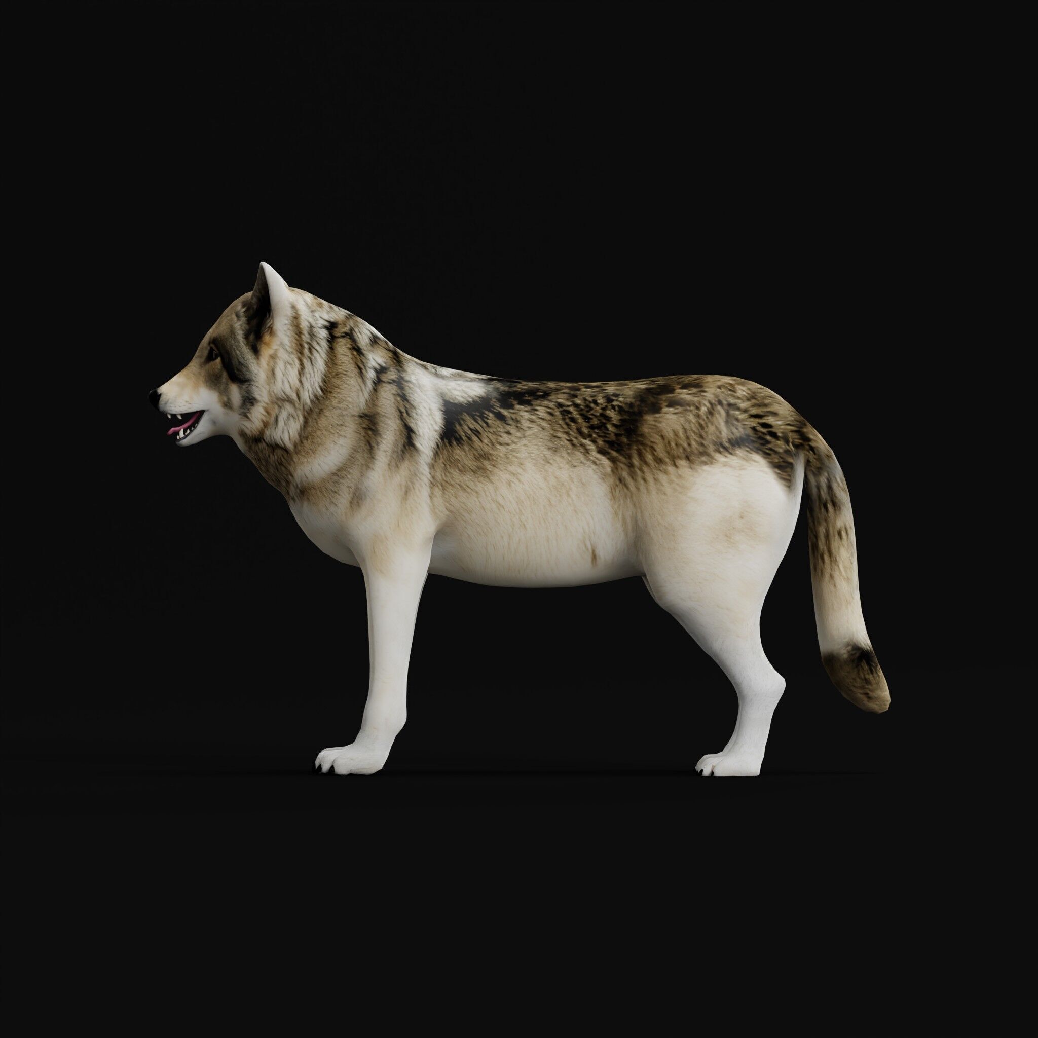 The Grey Wolf Low-poly 3D model_28