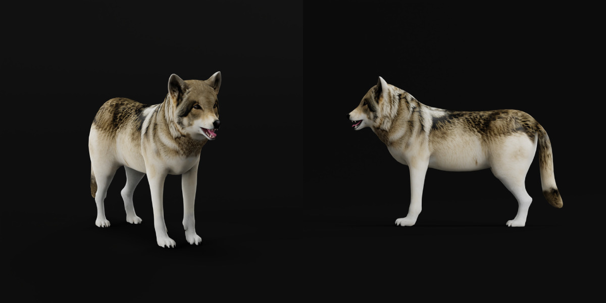 The Grey Wolf Low-poly 3D model_14