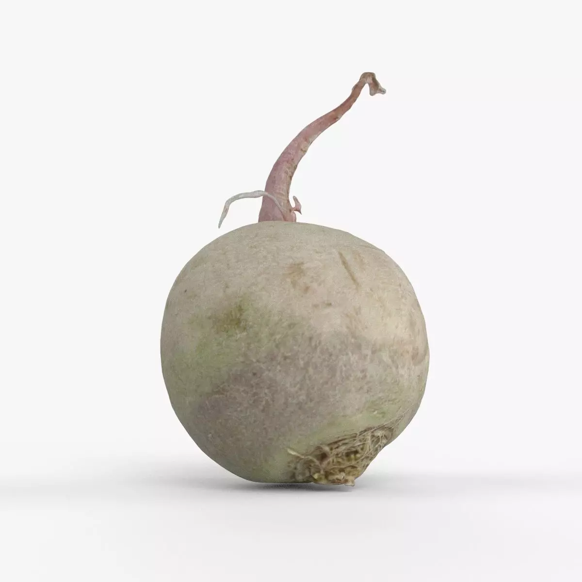 Photorealistic 3D scan of green radish Low-poly 3D model_0