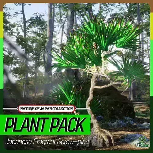 Japanese Endemic Species Plant - 4 Fragrant Screw-pine Tree