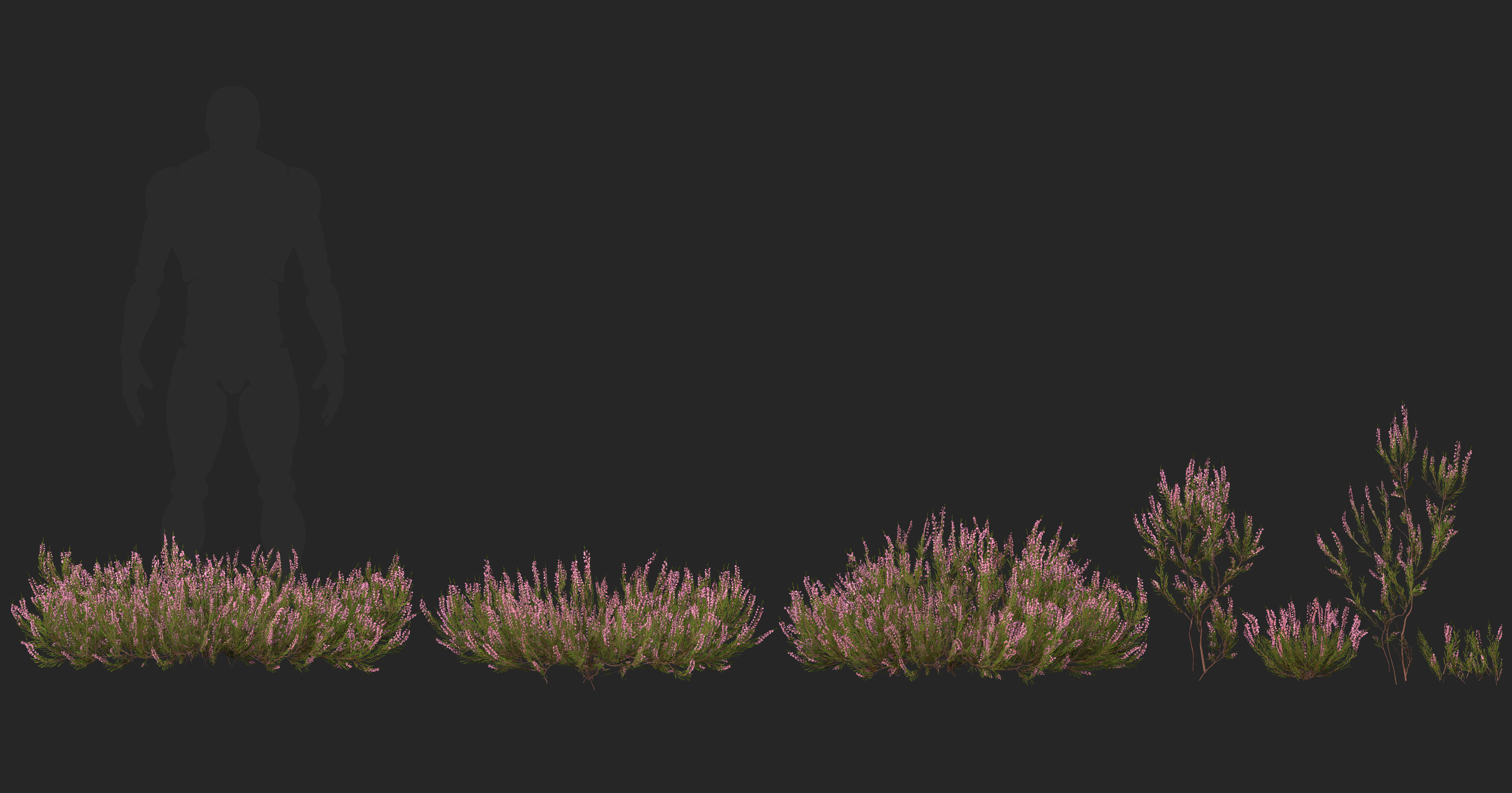 Heather plant Low-poly 3D model_3