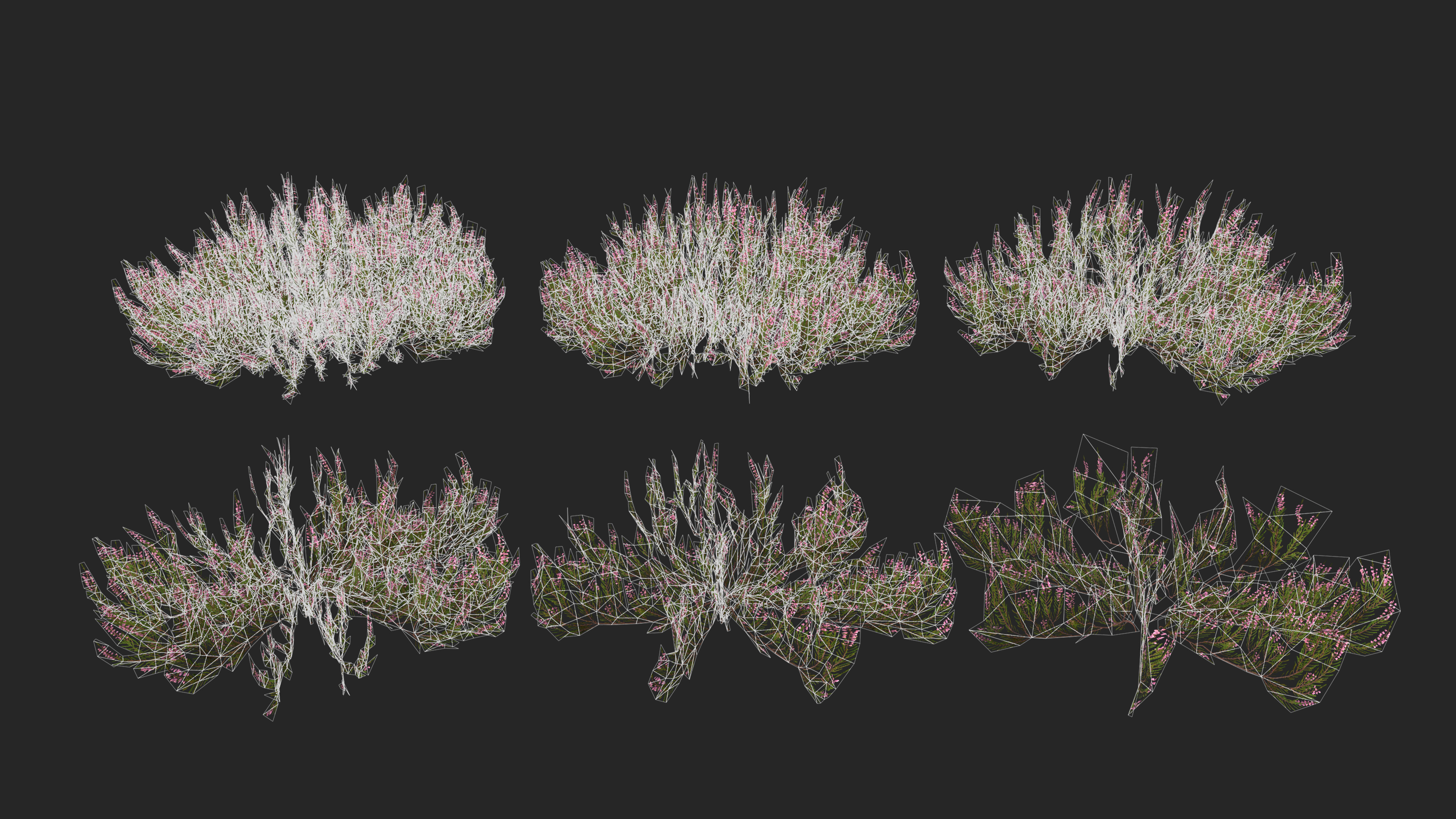 Heather plant Low-poly 3D model_5