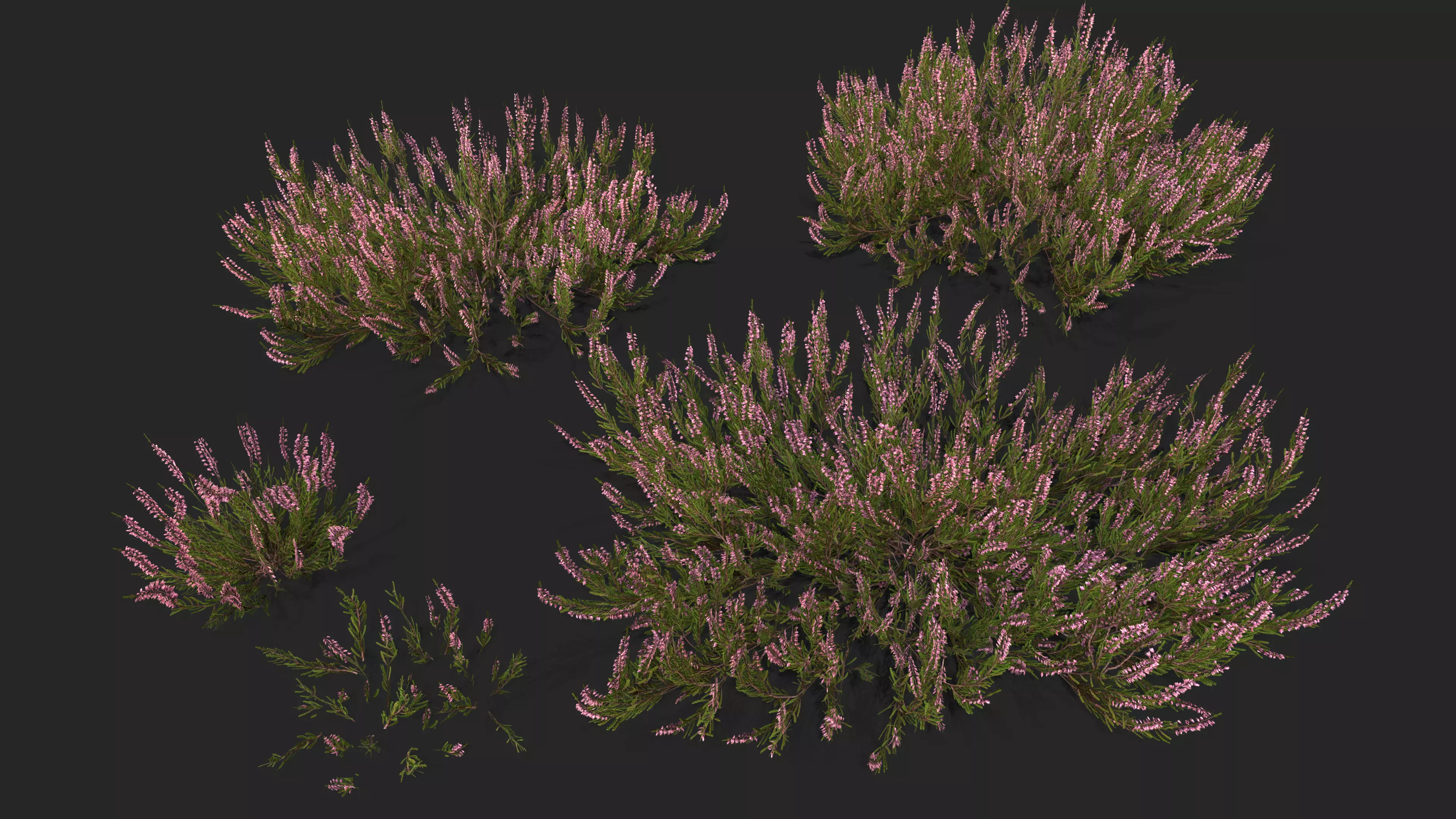 Heather plant Low-poly 3D model_0