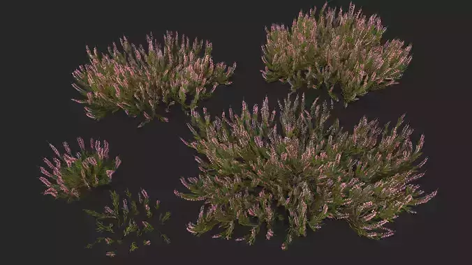 Heather plant Low-poly 3D model