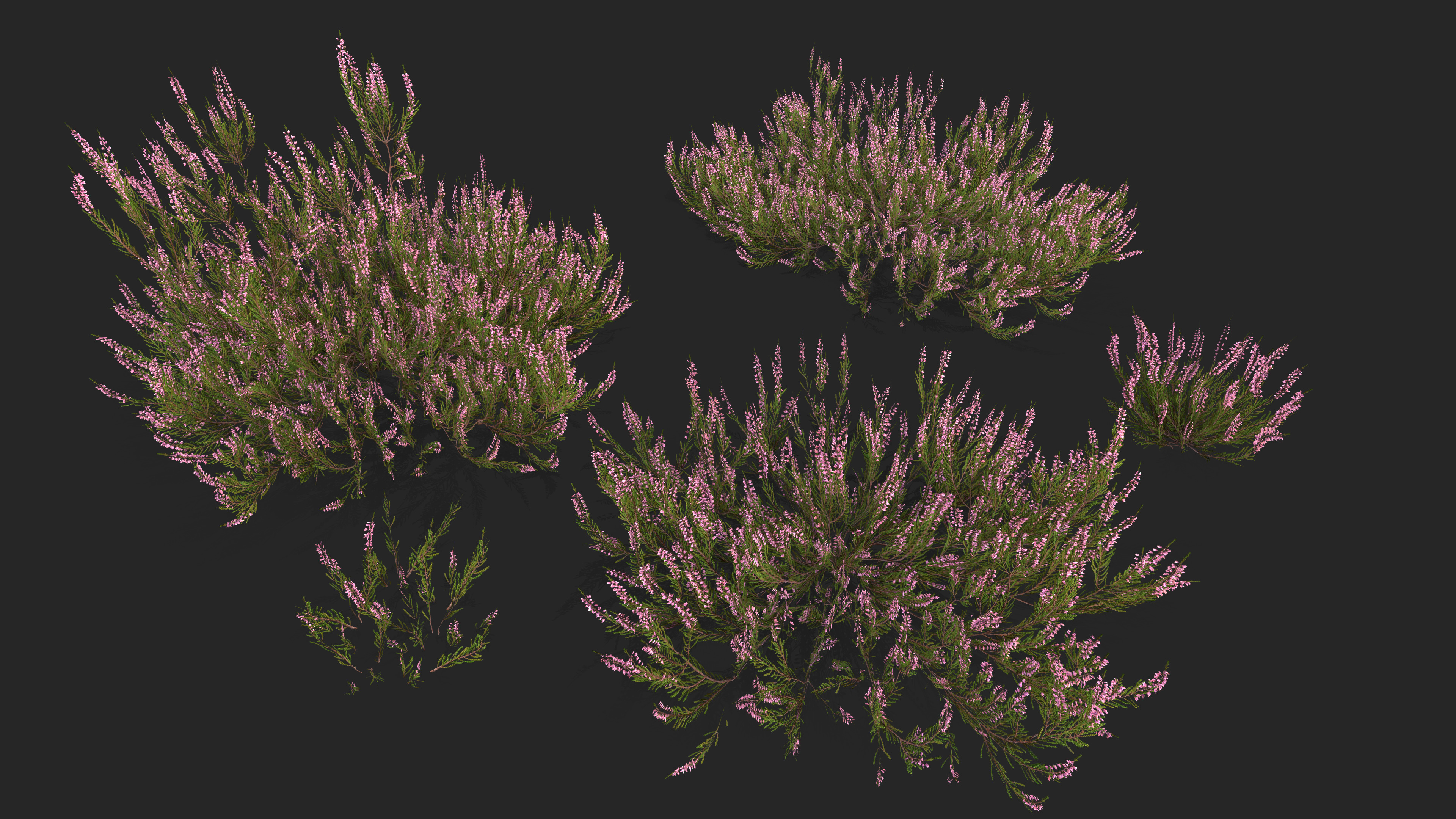 Heather plant Low-poly 3D model_1