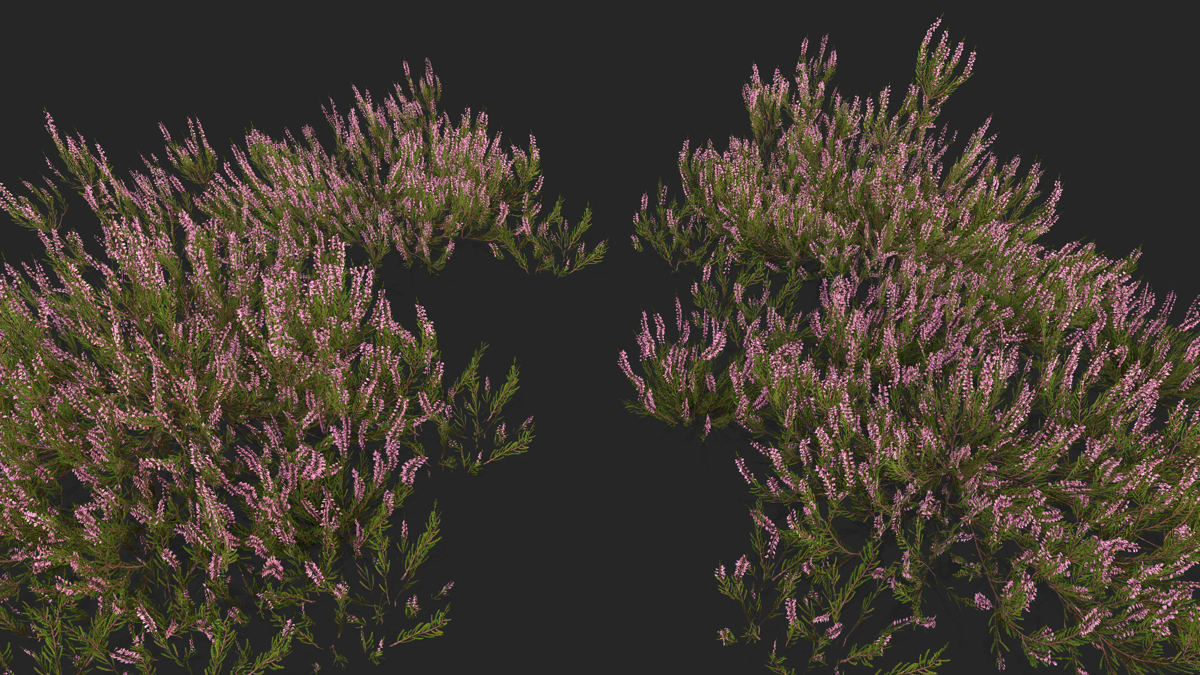 Heather plant Low-poly 3D model_2
