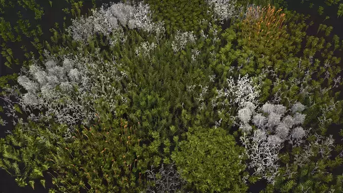 Moss and lichens Low-poly 3D model