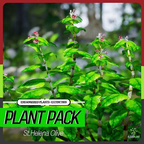 Extinct Plant - 4 Saint Helena Olive Flower Tree Low-poly 3D model