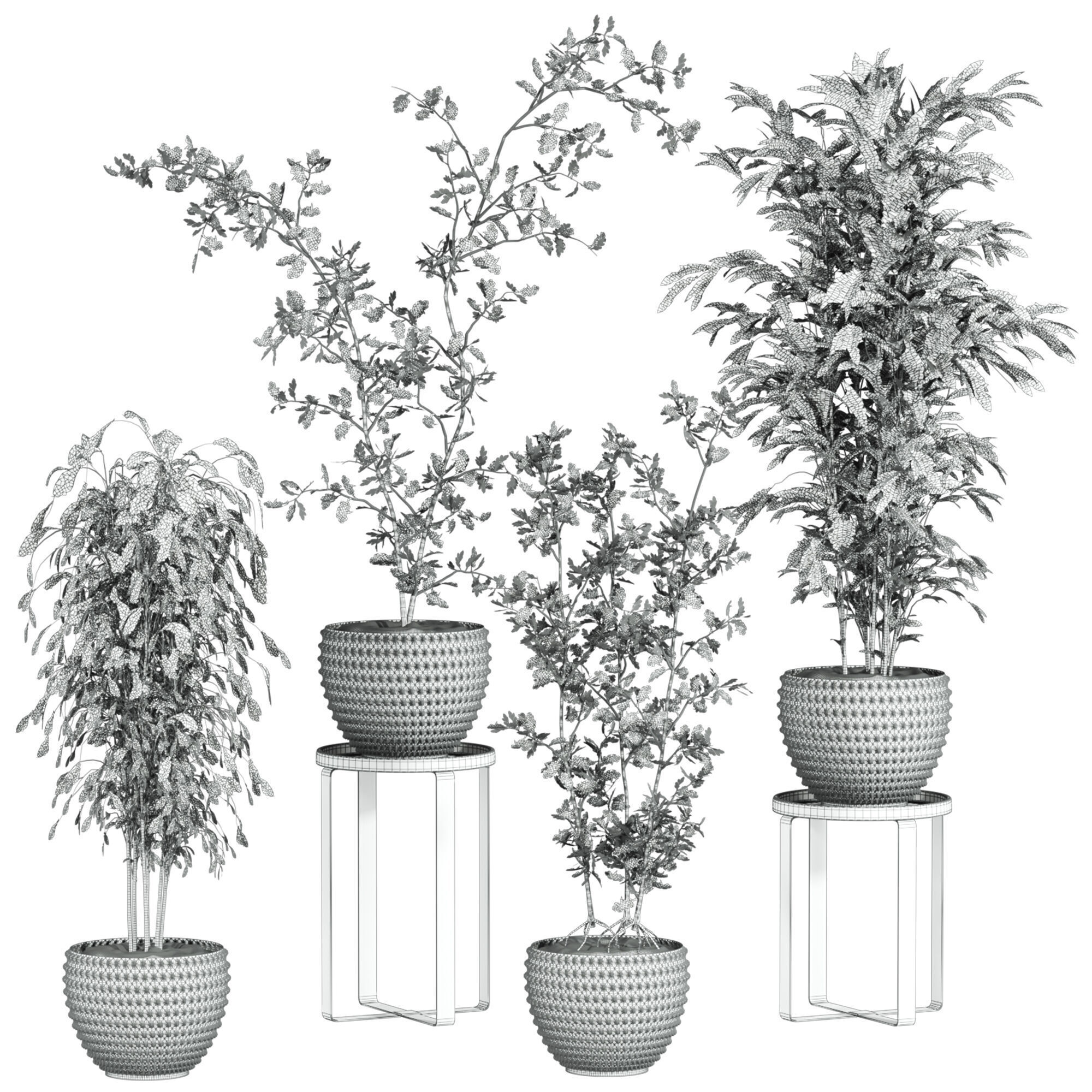 Plants Set 3D model_3