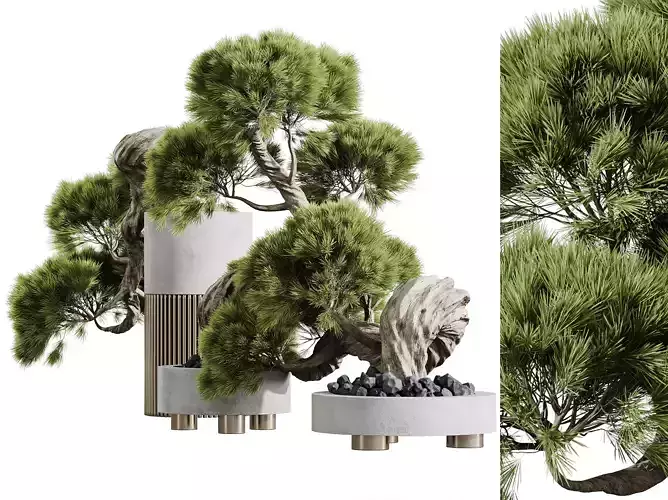 AV HousePlants set 169 Mission Kalamata Leccino Arbequina