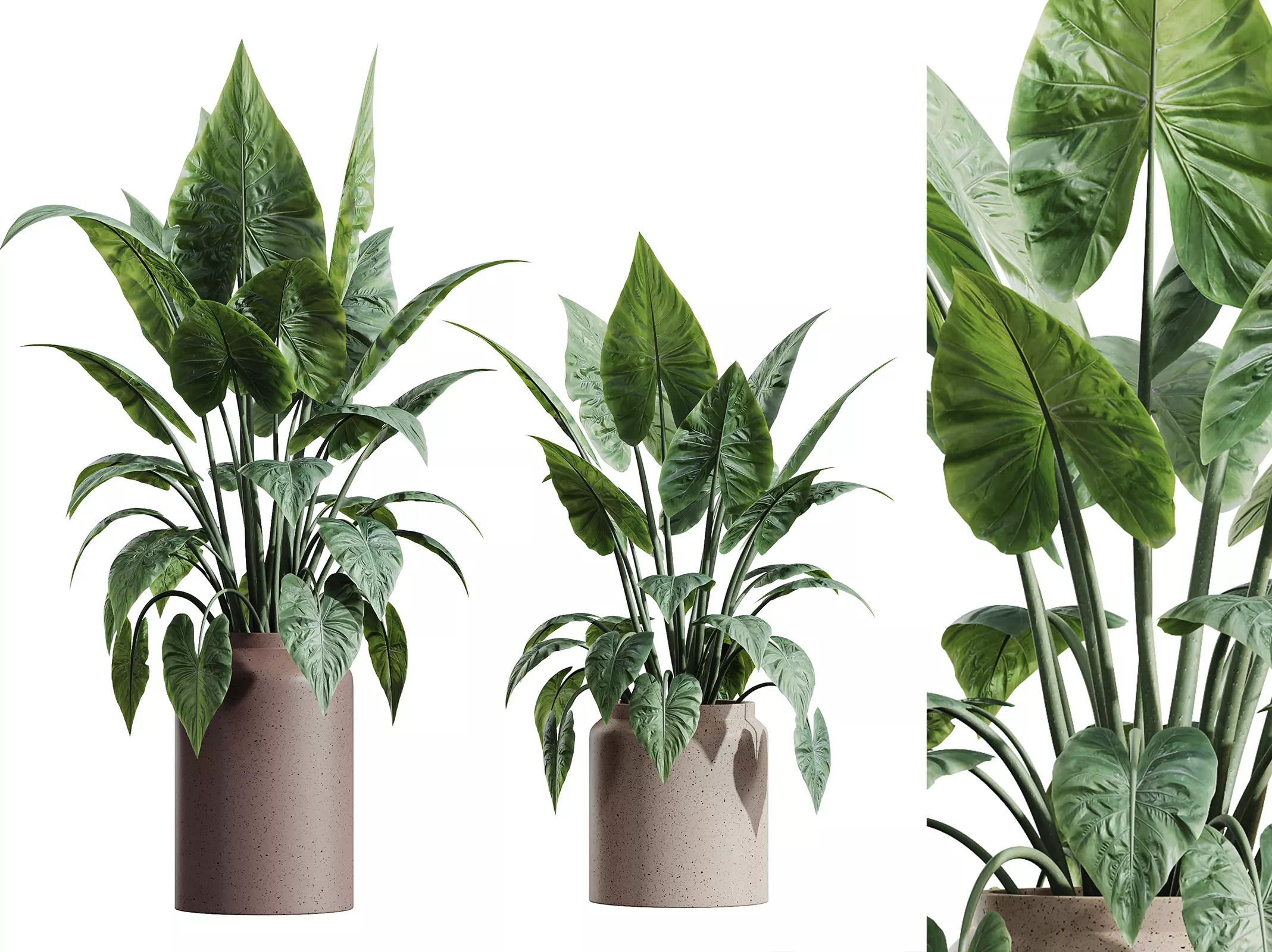 AV HousePlants Alocasia Elefantenohr Wentii 3D model