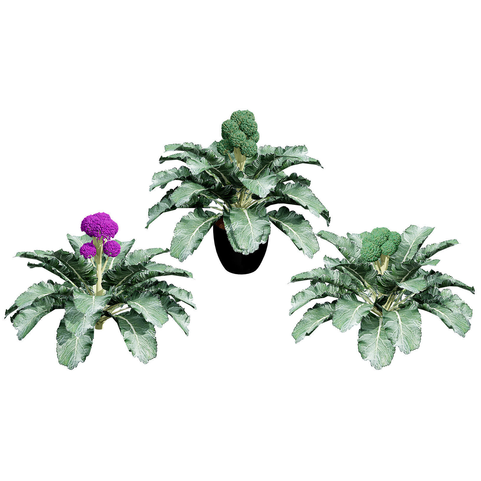 3D Broccoli Plants Low-poly 3D model_2