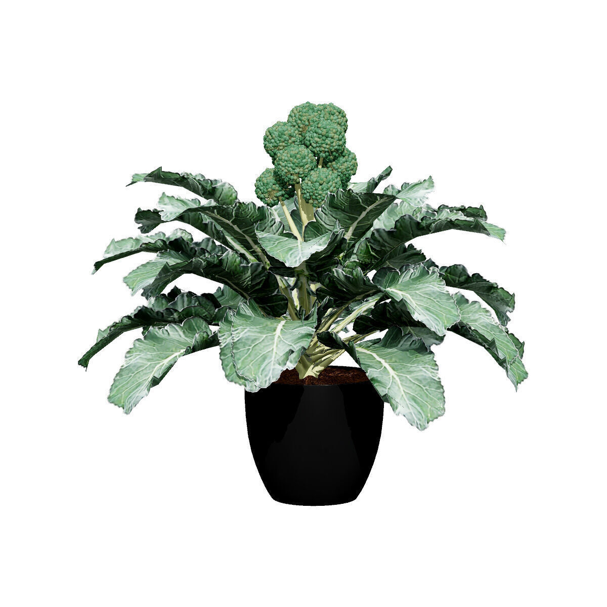 3D Broccoli Plants Low-poly 3D model_6