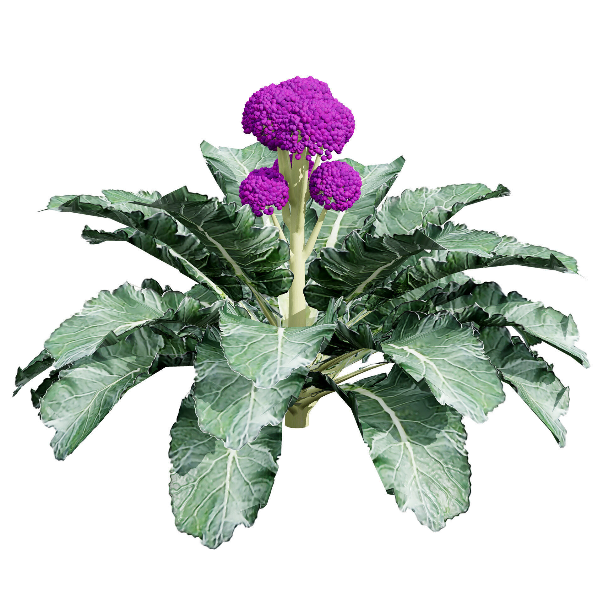 3D Broccoli Plants Low-poly 3D model_4