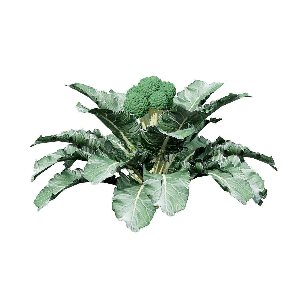 3D Broccoli Plants Low-poly 3D model_3