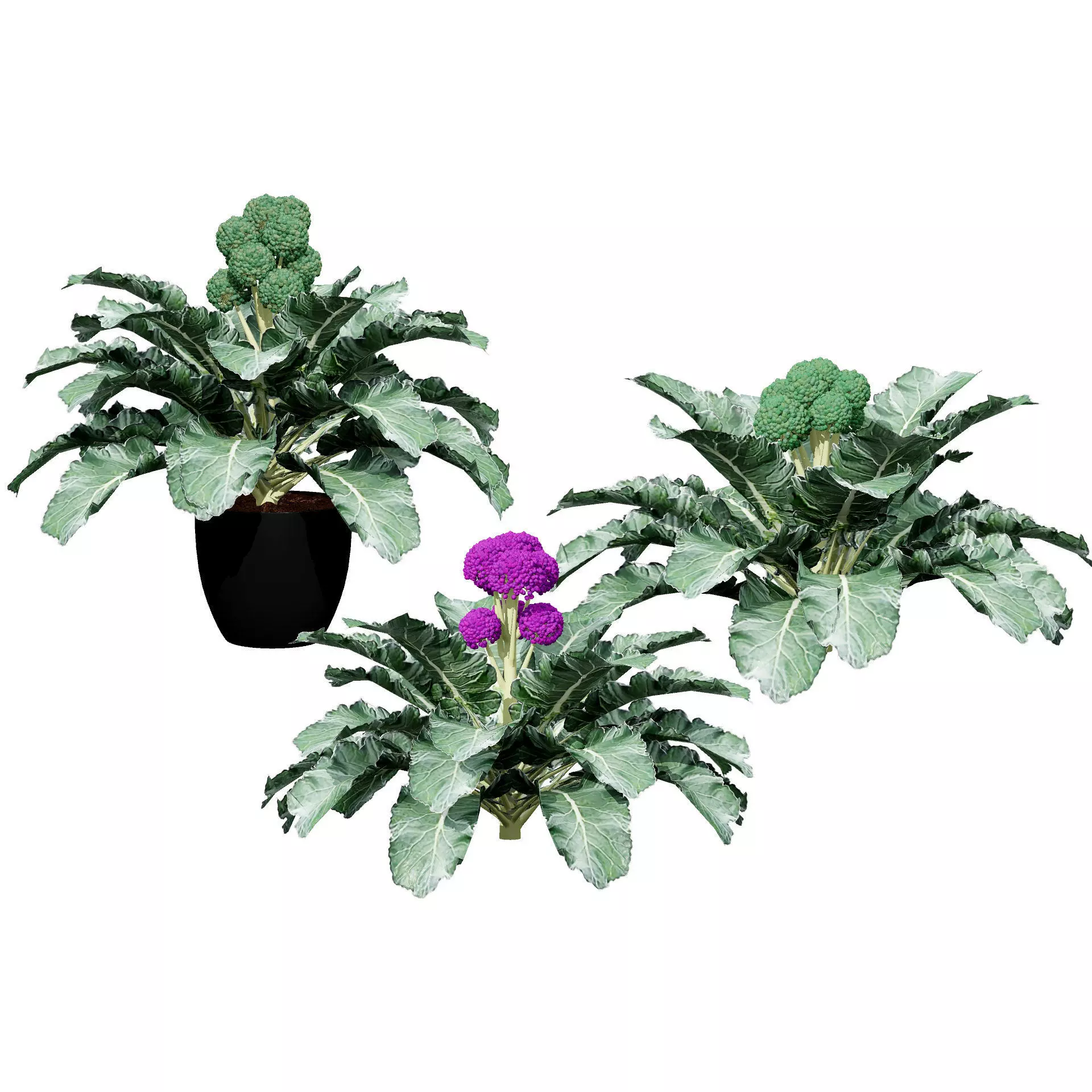 3D Broccoli Plants Low-poly 3D model_0