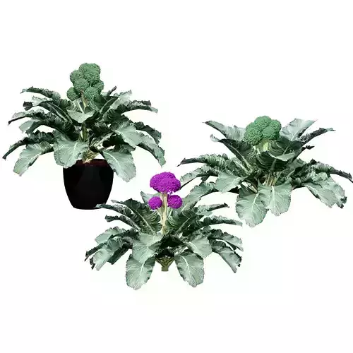 3D Broccoli Plants Low-poly 3D model
