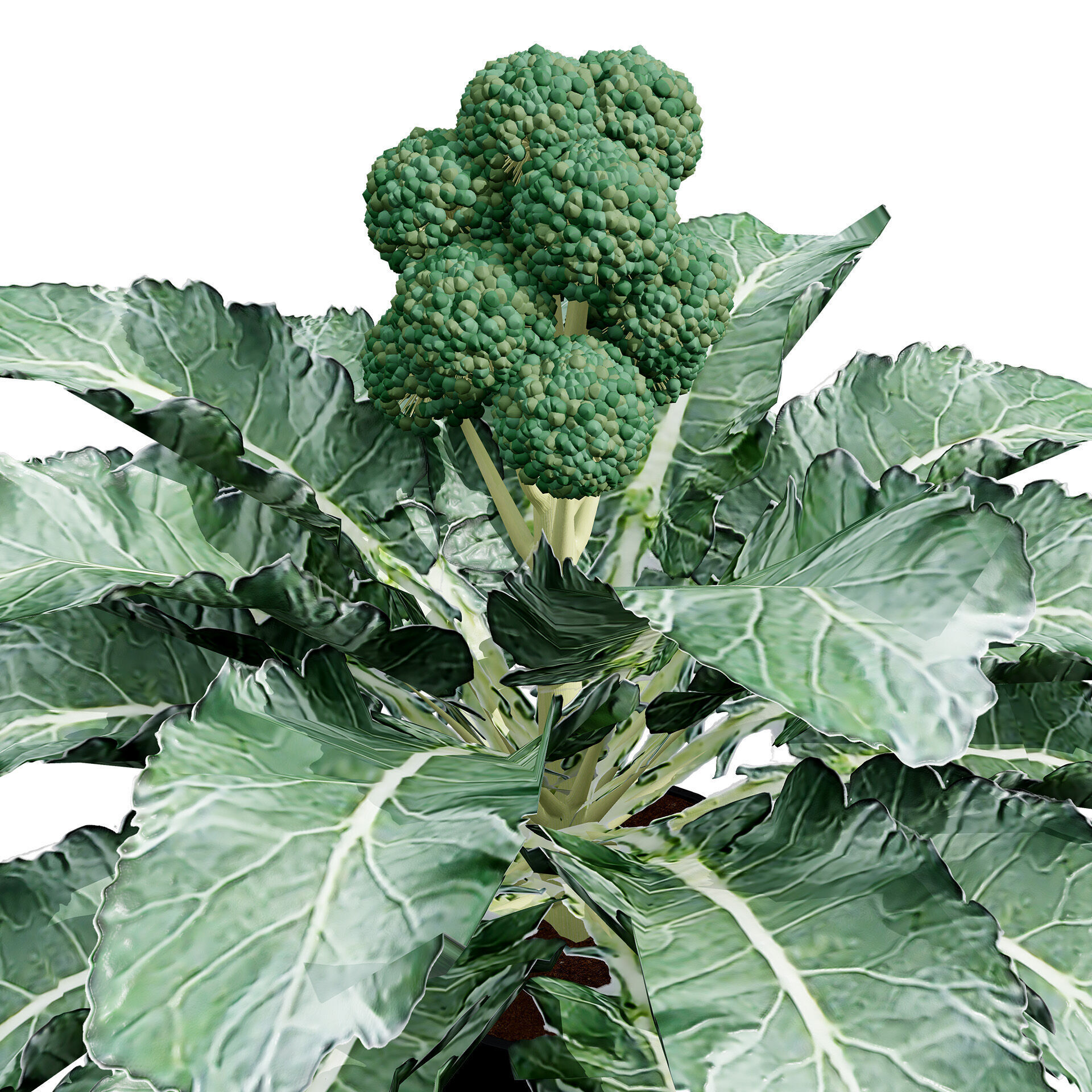 3D Broccoli Plants Low-poly 3D model_7