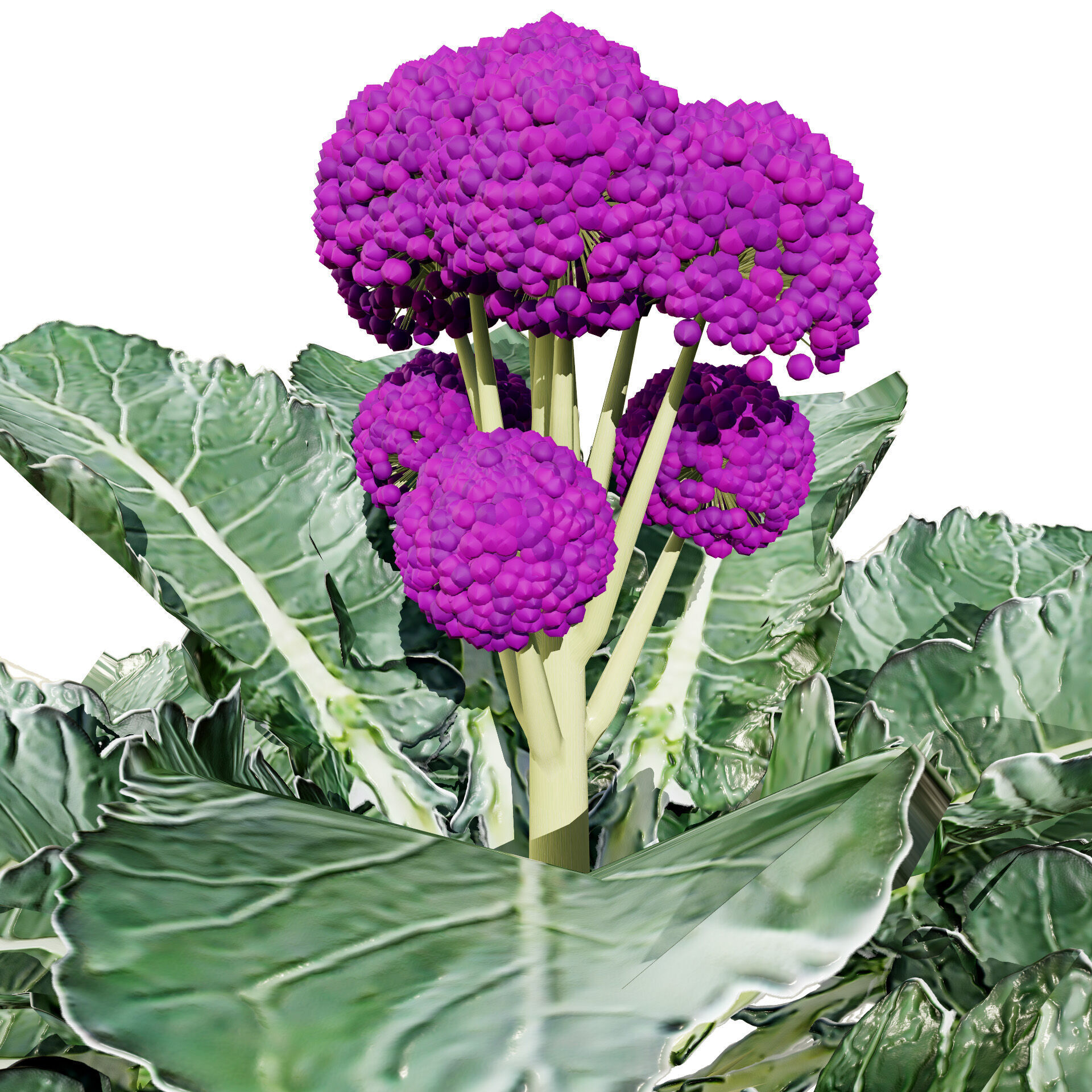 3D Broccoli Plants Low-poly 3D model_5