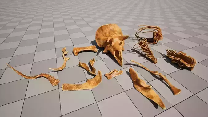 dinosaur bones Low-poly 3D model