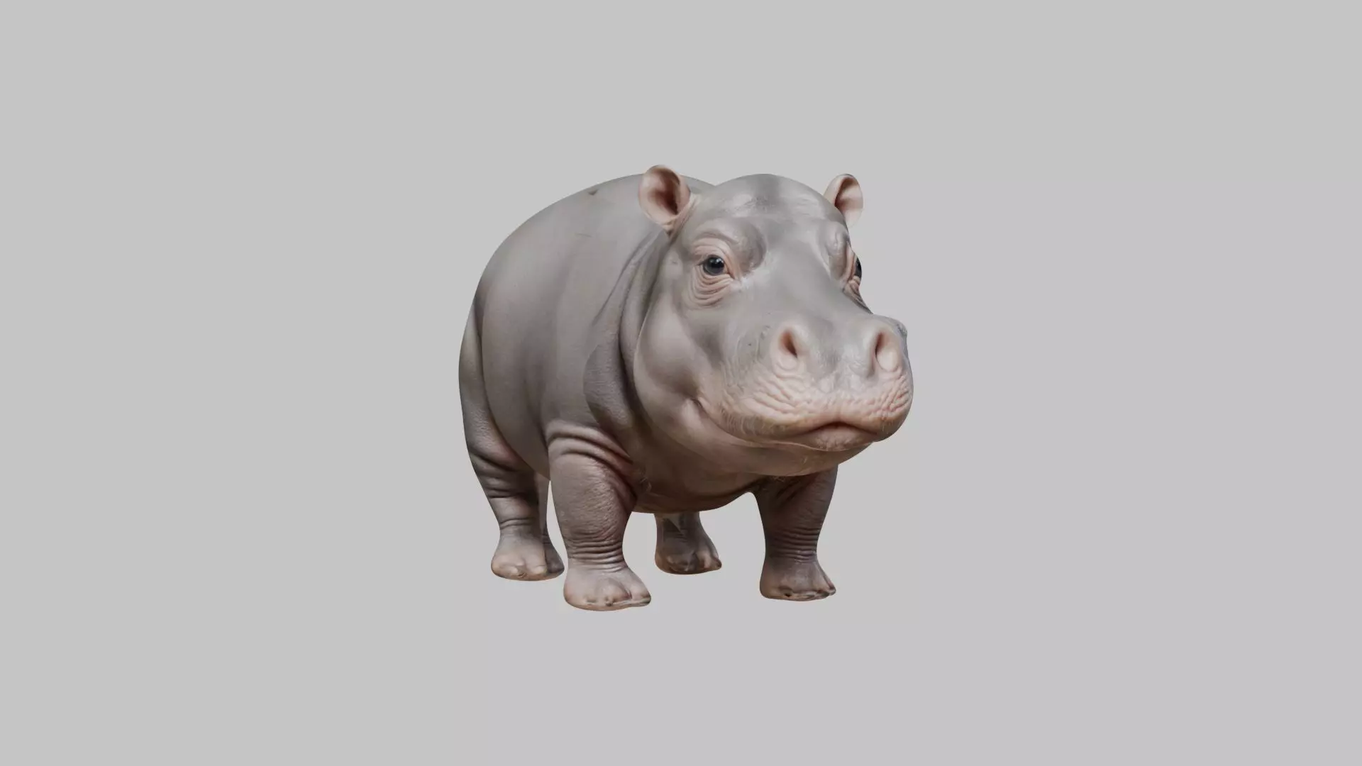 Realistic pygmy hippo Moodeng hippopotamus Low-poly 3D model