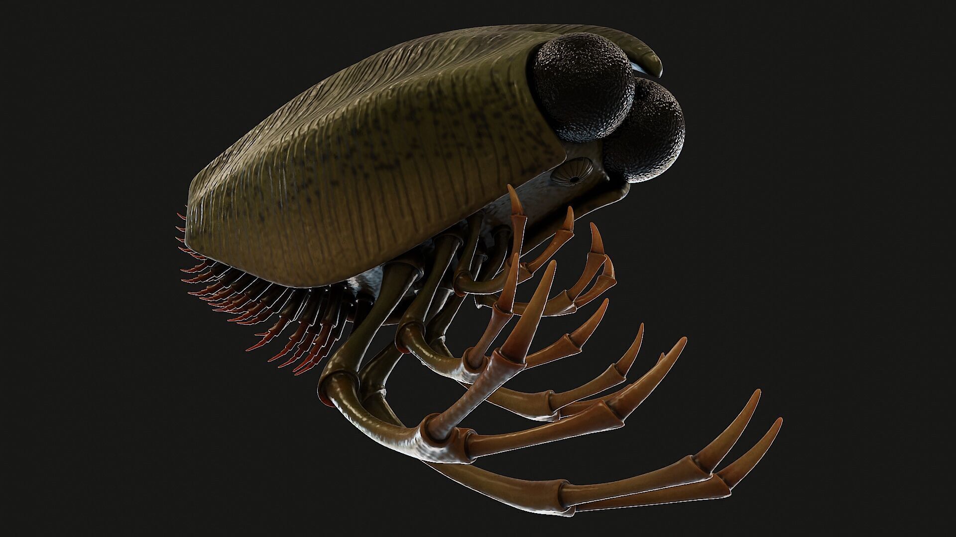 Thylacocephala 3D model_4