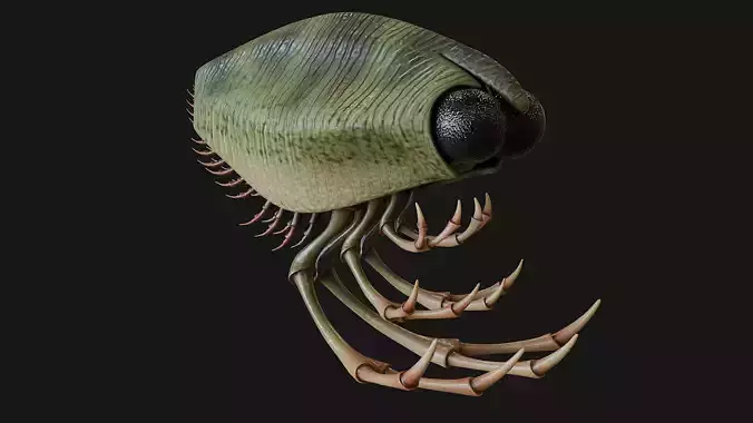 Thylacocephala 3D model