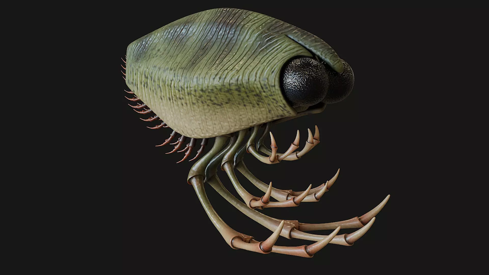 Thylacocephala 3D model_0