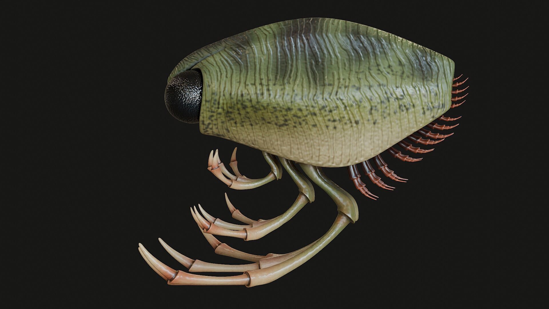 Thylacocephala 3D model_3