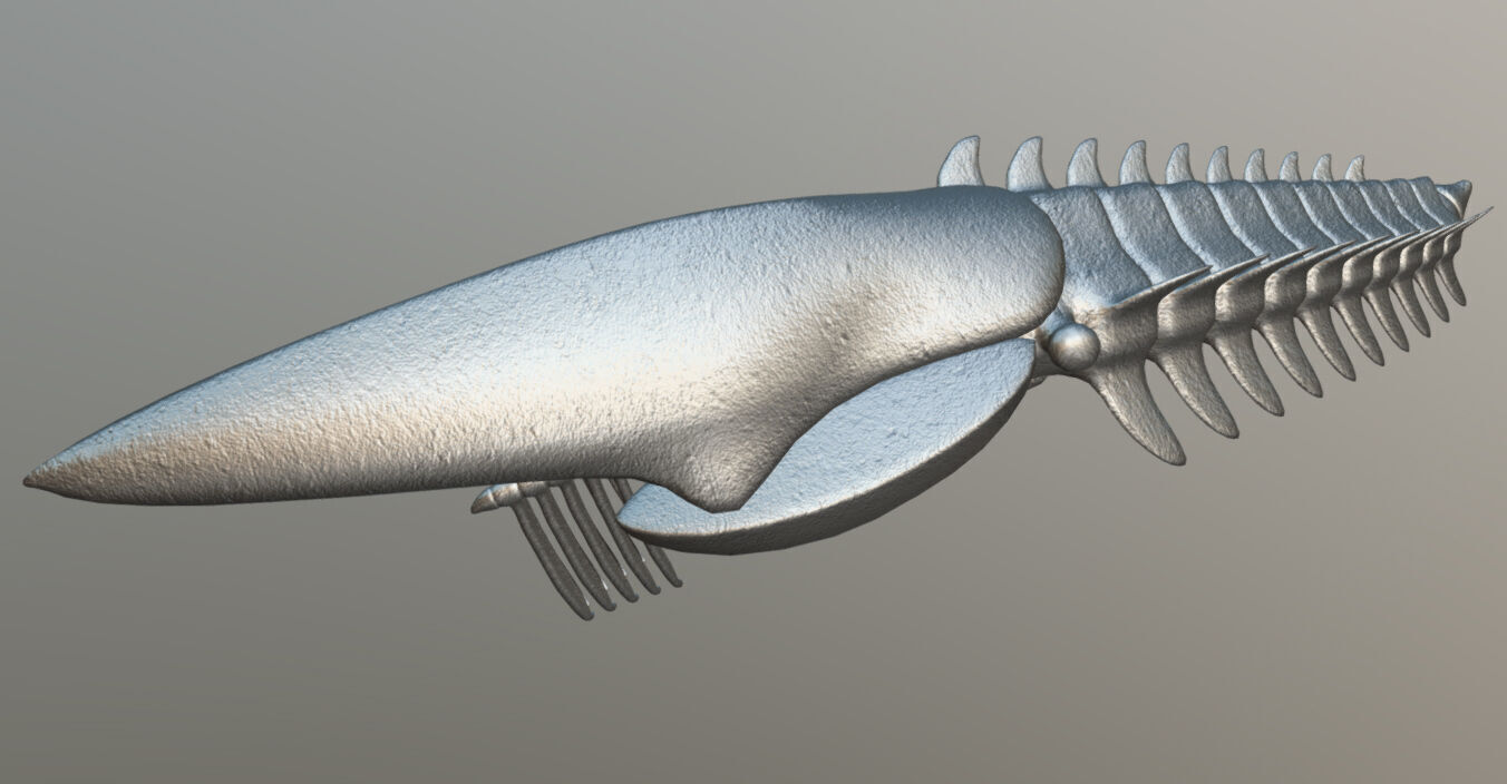 Aegirocassis benmoulae 3D model_4